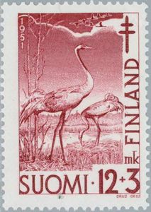Common Crane (Grus grus)