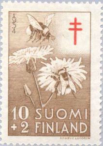 White-tailed Bumblebee (Bombus lucorum)