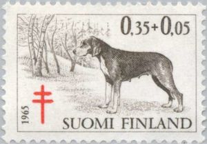 Finnish Flushing Dog (Canis lupus familiaris)