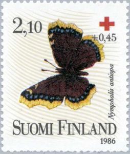 Camberwell Beauty (Nymphalis antiopa)