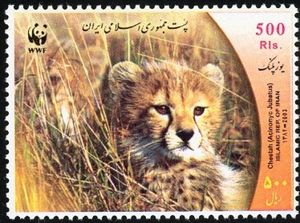 Cheetah (Acinonyx jubatus)