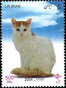 Turkish Van (Felis silvestris catus)