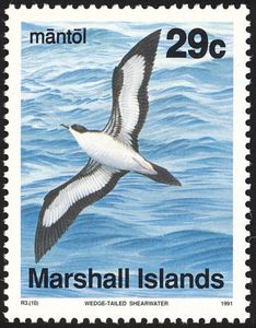 Wedge-tailed Shearwater (Ardenna pacifica)