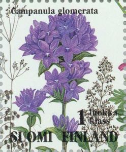 Clustered Bellflower (Campanula glomerata)