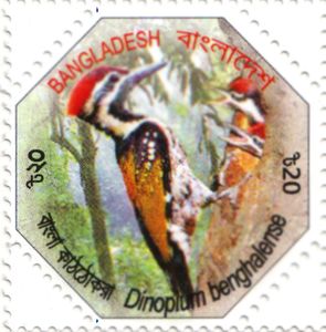 Black-rumped Flameback (Dinopium benghalense)