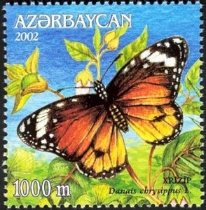 African Monarch (Danaus chrysippus)