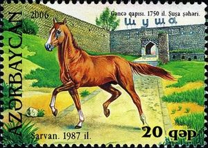 Karabakh Horse "Sarvan" (Equus ferus caballus)(1987)