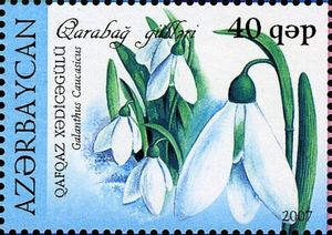 Galanthus caucasicus