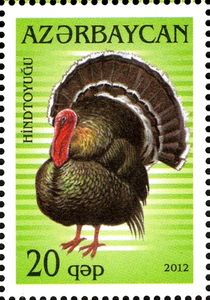 Domesticated Turkey (Meleagris gallopavo)