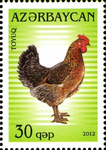 Cock (Gallus gallus domesticus)
