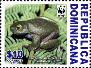 Hispaniolan Green Treefrog (Hypsiboas heilprini)