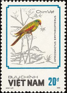 Red-winged Parrot (Aprosmictus erythropterus)