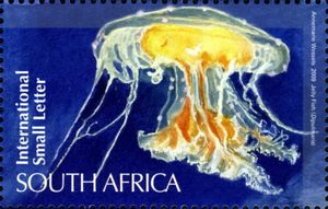 Jellyfish (Dipulmaris antarctica)