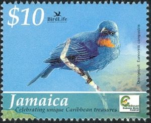 Orangequit (Euneornis campestris)