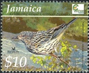 Arrow-headed Warbler (Dendroica pharetra)