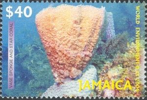 Vase Sponge (Sycon sp.)