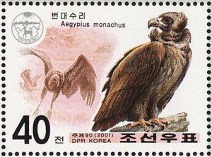 Cinereous Vulture (Aegypius monachus)