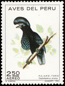 Amazonian Umbrellabird (Cephalopterus ornatus)