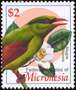 Common Green-Magpie (Cissa chinensis)