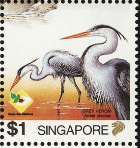 Grey Heron (Ardea cinerea)