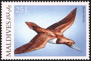 Brown Booby (Sula leucogaster)