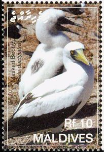 Masked Booby (Sula dactylatra)