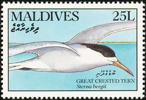 Greater Crested Tern (Sterna bergii)