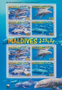 WWF - Melon-headed Whale (Peponocephala electra)