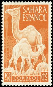 Dromedary (Camelus dromedarius)