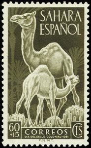 Dromedary (Camelus dromedarius)