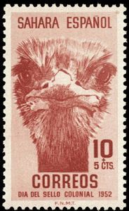 Ostrich (Struthio camelus)