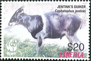Jentink's Duiker (Cephalophus jentinki)