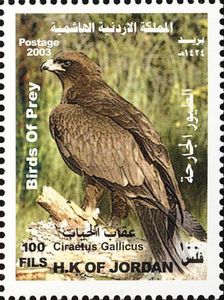 Short-toed Snake Eagle (Circaetus gallicus)