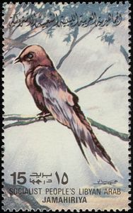 Pallid Swift (Apus pallidus) 