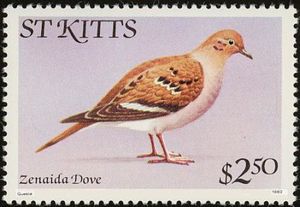 Zenaida Dove (Zenaida aurita)