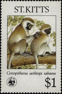 Stamp: Grivet (Chlorocebus aethiops) (Saint Kitts(Endangered Species