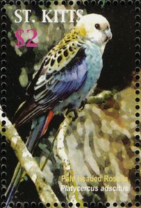 Pale-headed Rosella (Platycercus adscitus)