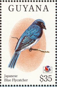 Japanese Blue Flycatcher (Cyanoptila cyanomelana)