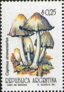 Coprinus atramentarius