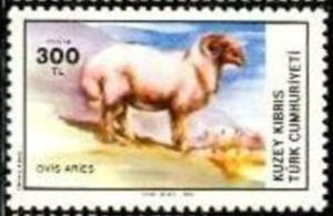 Domestic Sheep (Ovis aries)