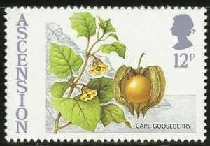 Cape Gooseberry