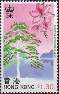 Hong Kong Orchid Tree (Bauhinia blakeana)