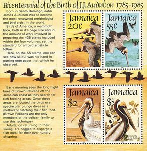 Brown Pelican (Pelecanus occidentalis)