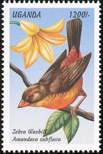 Zebra Waxbill (Amandava subflava)