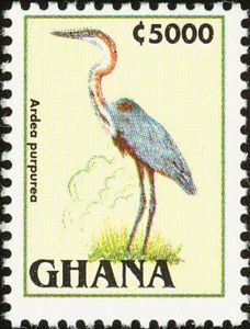 Purple Heron (Ardea purpurea)