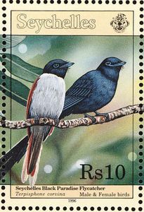 Seychelles Paradise Flycatcher (Terpsiphone corvina)