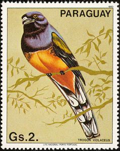 Guianan Trogon (Trogon violaceus)