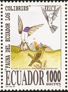 Ecuadorian Hillstar (Oreotrochilus chimborazo)