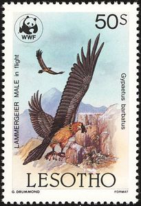 Bearded Vulture (Gypaetus barbatus)