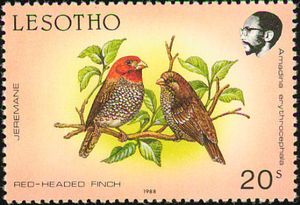 Red-headed Finch (Amadina erythrocephala)